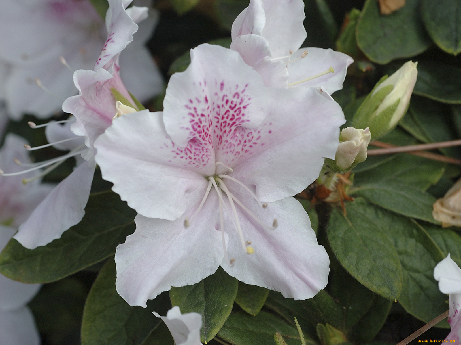 rhododendrons, , , 